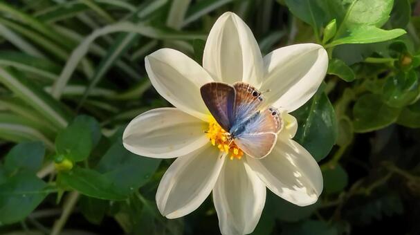 ウラナミシジミとダリア２ 蝶,蝶と花,ウラナミシジミの写真素材