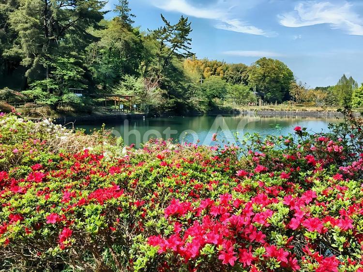 春の庚申山総合公園ひょうたん池 晴れ,庚申山総合公園,ひょうたん池の写真素材
