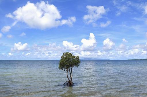 一本マングローブ 一本マングローブ マングローブ,石垣島,海の写真素材