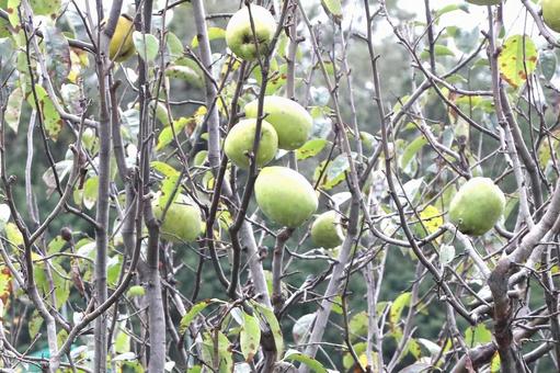 かりんの木なりの写真