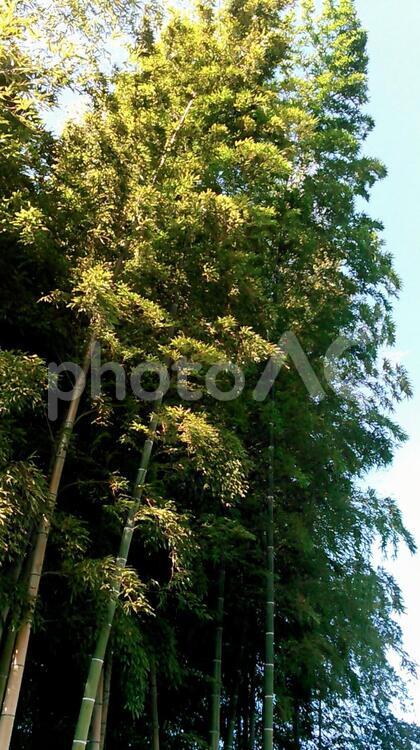 秋の空と竹林 蒼,竹林,竹の写真素材