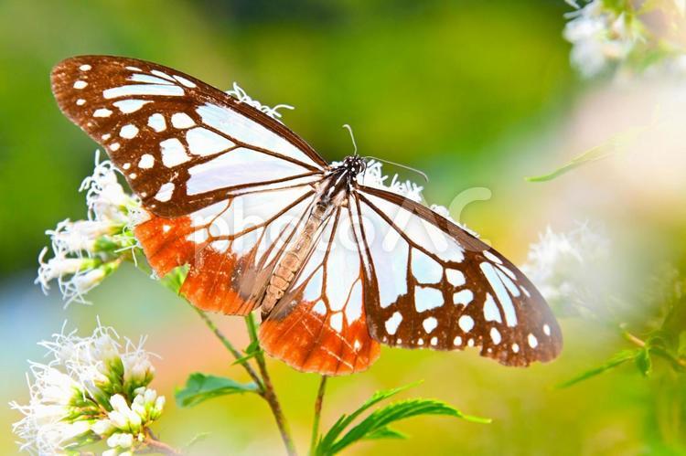 旅する蝶 アサギマダラ アサギマダラ,飛来,蝶の写真素材