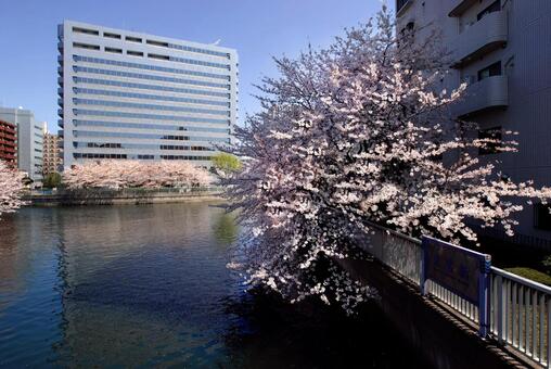 桜_068 桜_068の写真