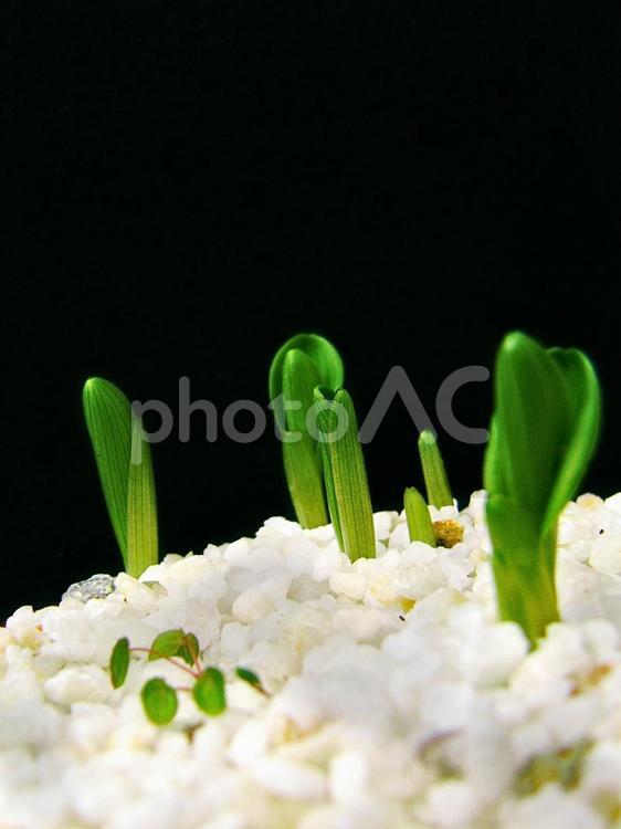 寒水砂とヒメイズイと小さなイカリソウ 発芽,植物,ヒメイズイの写真素材