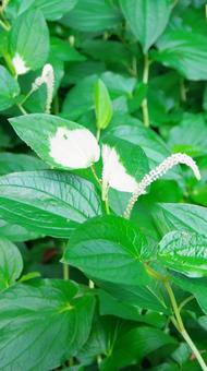 Photo, hange show, green, white, 