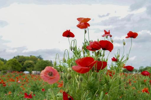 赤いポピー 赤いポピーの写真
