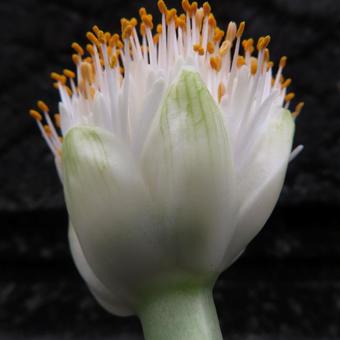 マユハケオモト（ハエマンサス） マユハケオモト,ハエマンサス,花の写真素材