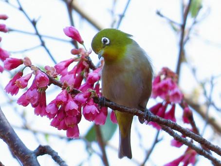 メジロと寒緋桜 メジロと寒緋桜 メジロ,寒緋桜,可愛いの写真素材