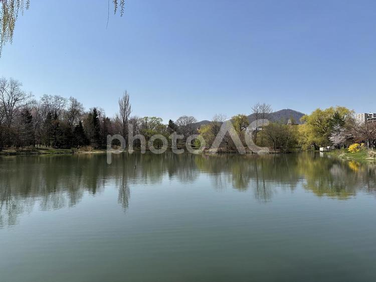 菖蒲池の水面に映る風景 菖蒲池,中島公園,札幌の写真素材