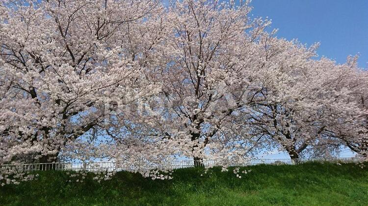 桜並木 お花見,ピンク,川沿いの写真素材