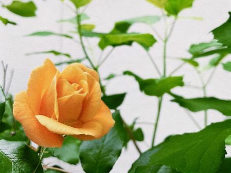 オレンジ色の薔薇 オレンジ色の薔薇の写真