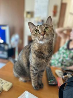 Staring Cat, JPG Staring Cat, JPG