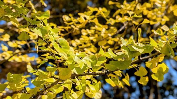 黄色になる前の黄緑色の銀杏 黄色,黄緑,銀杏の写真素材