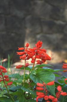 秋の花：サルビア1 植物,サルビア,草花の写真素材