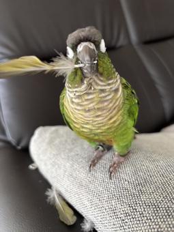 Green-tailed Parakeet, JPG Green-tailed Parakeet, JPG
