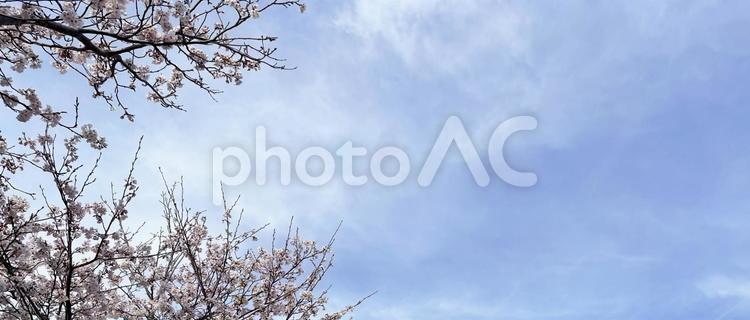 春の桜　背景素材 桜,春,風景の写真素材