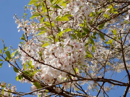 Haakura (2), leaves cherry tree, cherry blossoms, wild cherry tree, JPG