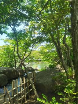 緑に包まれて 緑に包まれて 平成庭園,新緑,木漏れ日の写真素材