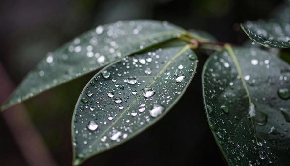 エコイメージ 葉っぱに着いた水滴の写真