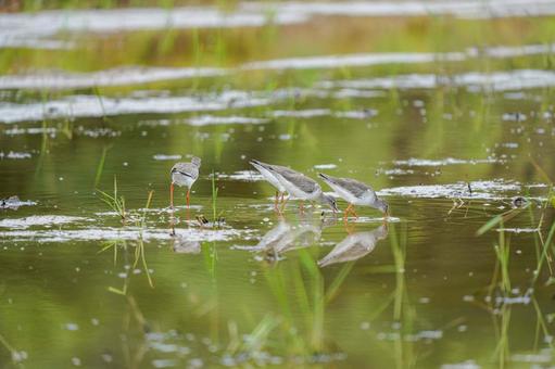 アカアシシギ アカアシシギ アカアシシギ,シギ,野鳥の写真素材
