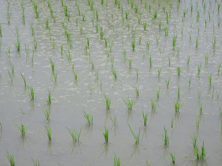 Photo, paddy field after rice planting, rice, seedling, 
