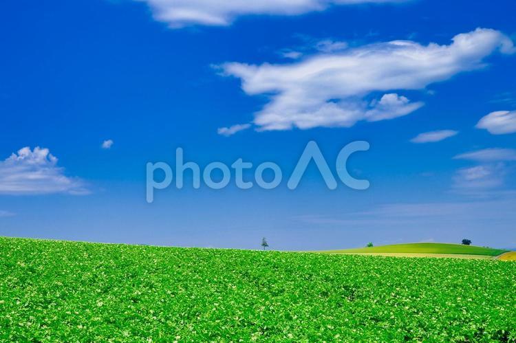 青空と緑の畑 青空,畑,空の写真素材