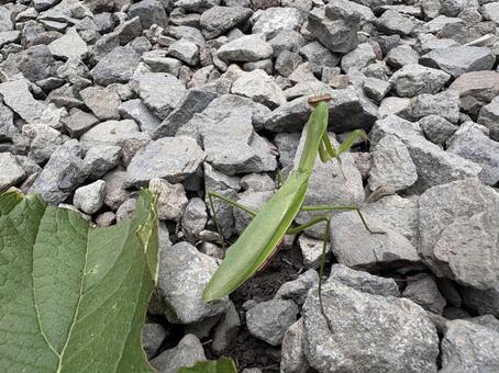 地面を歩くカマキリ 02 鎌切,昆虫,虫の写真素材