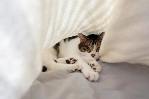 タオルケットの中の猫_02 タオルケットの中の猫_02の写真