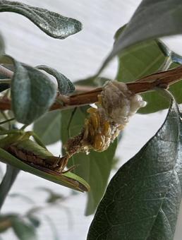 オオカマキリ卵 オオカマキリ,卵,産卵の写真素材