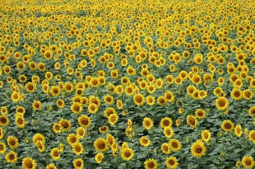 いっぱいのひまわり背景 いっぱいのひまわり背景の写真