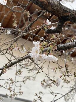 桜 桜の写真