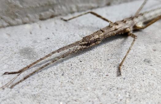 Photo, neohirasea japonica, nanafushi, insect, 