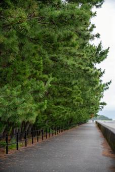 松並木と海岸沿いの道 松,松の木,松並木の写真素材