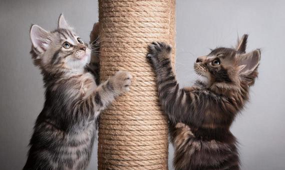 キャットタワーで遊ぶ子猫2 キャットタワーで遊ぶ子猫2の写真