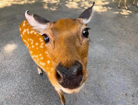 金華山の鹿 金華山の鹿の写真