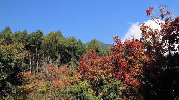 葉が色づき秋の始まりを感じる富士見高原 紅葉,富士見高原,始まりの写真素材
