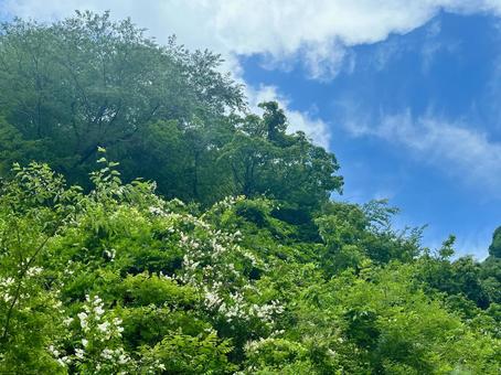 新緑の山 新緑の山の写真