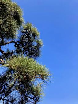 松 松,松の木,針葉の写真素材