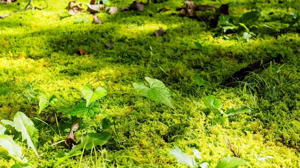 秋の秩父ミューズパーク・苔の地面・秩父市 秋の秩父ミューズパーク・苔の地面・秩父市の写真
