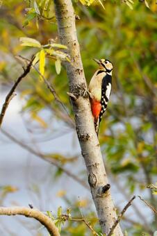アカゲラ⑷ 鳥,アカゲラ,キツツキの写真素材