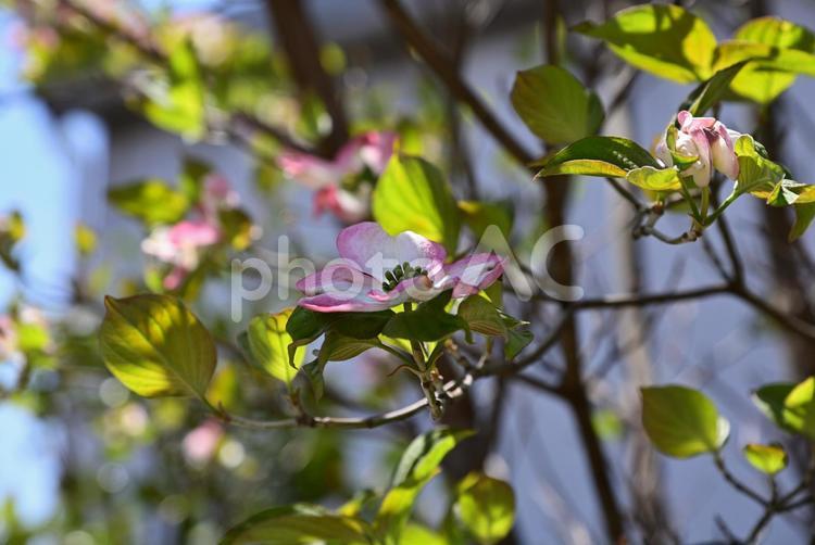 たっぷりの日差しの下綺麗に咲く薄紅色のハナミズキ ハナミズキ,花,木の写真素材