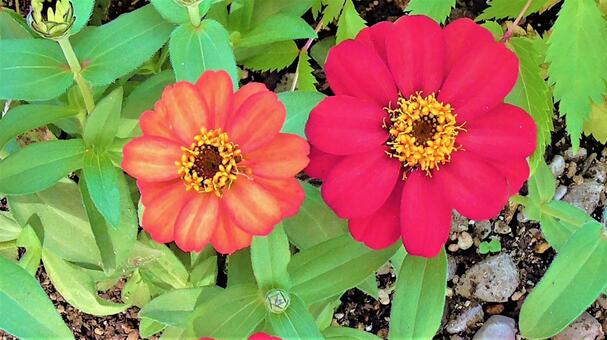 赤とオレンジのお花 赤とオレンジのお花の写真