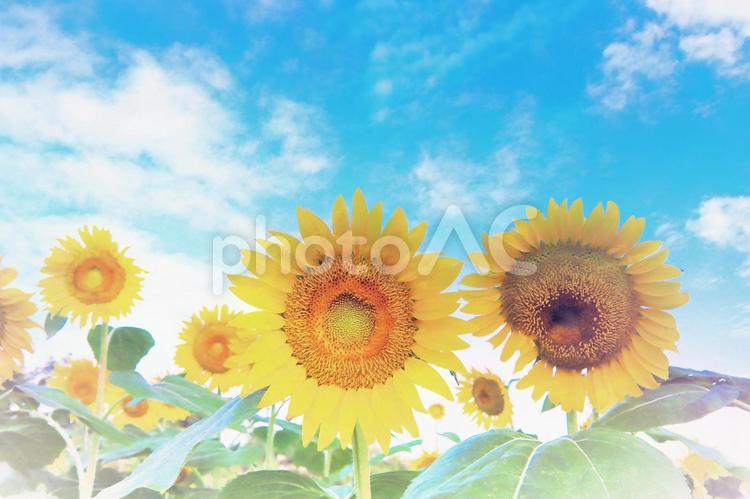 ひまわりと夏の青空のイメージ素材 ひまわり畑,晴天,夏の写真素材