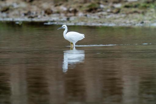 Photo, a heron, kurosagi, leucoplastic, 