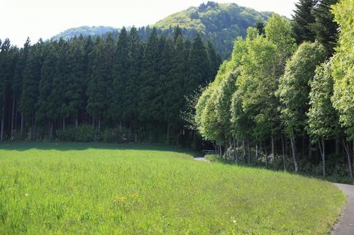 草原と森 草原と森の写真