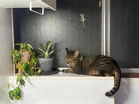 ヤモリ狩を諦めたキジ猫 ヤモリ狩を諦めたキジ猫 猫,ヤモリ,かわいいの写真素材