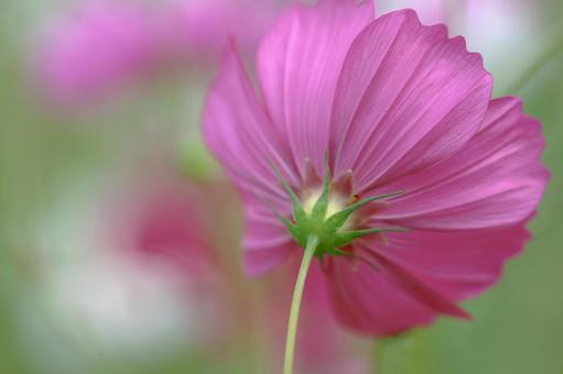 コスモス畑 可憐なピンクの花 コスモス畑 可憐なピンクの花の写真