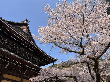 南禅寺法堂と桜 南禅寺,法堂,京都の写真素材