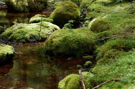 水辺 水辺の写真