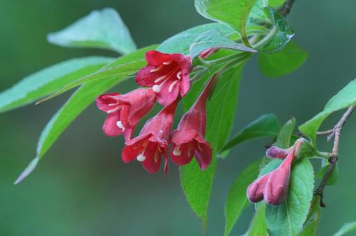 Photo, akabanautsugi, utagi, flower, 
